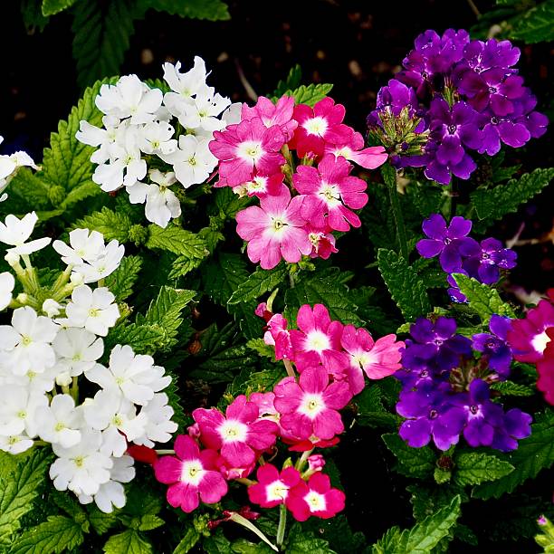 100 IDEAL FLORIST VERBENA SEED MIX | SALE FREE SHIPPING NON GMO HEIRLOOM