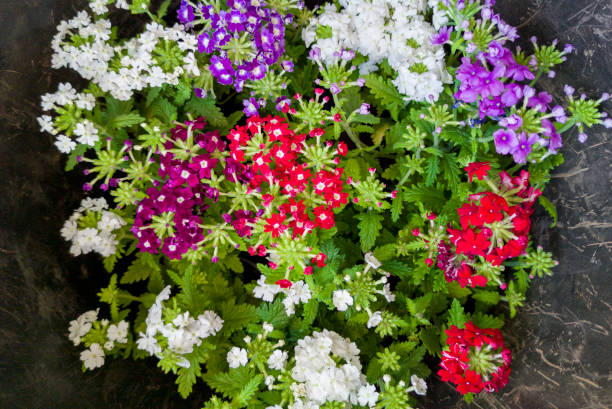 100 IDEAL FLORIST VERBENA SEED MIX | SALE FREE SHIPPING NON GMO HEIRLOOM