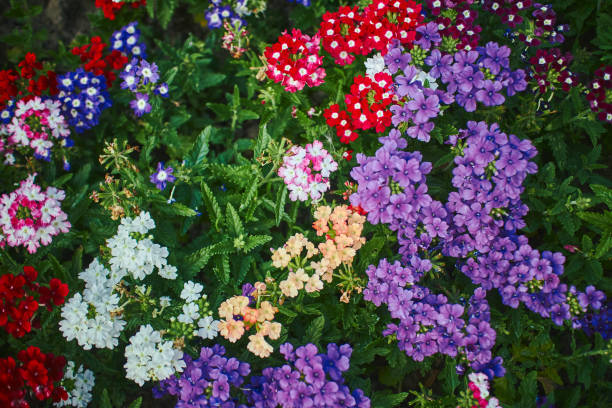 100 IDEAL FLORIST VERBENA SEED MIX | SALE FREE SHIPPING NON GMO HEIRLOOM