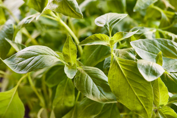 250 LEMON BASIL SEEDS | SALE FREE SHIPPING NON GMO