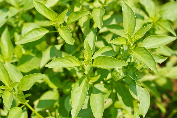 250 LEMON BASIL SEEDS | SALE FREE SHIPPING NON GMO