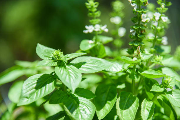 250 LEMON BASIL SEEDS | SALE FREE SHIPPING NON GMO