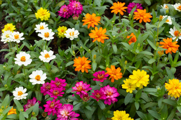 50 LILLIPUT ZINNIA SEED MIX | 2026 SALE FREE SHIPPING NON GMO
