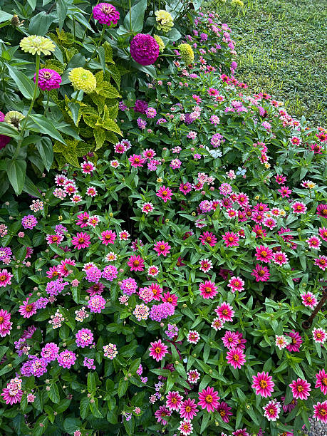 50 LILLIPUT ZINNIA SEED MIX | 2026 SALE FREE SHIPPING NON GMO