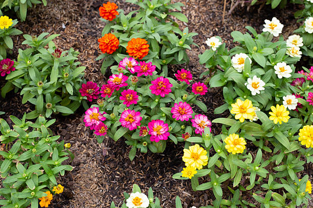 50 LILLIPUT ZINNIA SEED MIX | 2026 SALE FREE SHIPPING NON GMO