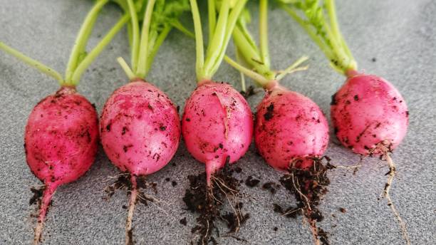 300 LITTLE PINKIE RADISH SEEDS | 2026 SALES FREE SHIPPING NON GMO