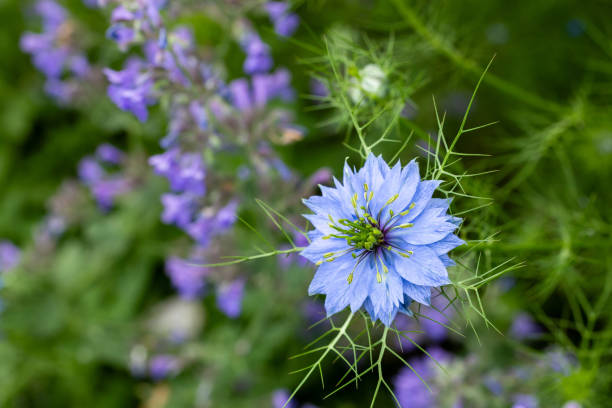 50 LOVE IN A MIST SEEDS | SALE FREE SHIPPING NON GMO HEIRLOOM