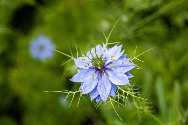 50 LOVE IN A MIST SEEDS | SALE FREE SHIPPING NON GMO HEIRLOOM