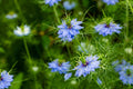 50 LOVE IN A MIST SEEDS | SALE FREE SHIPPING NON GMO HEIRLOOM