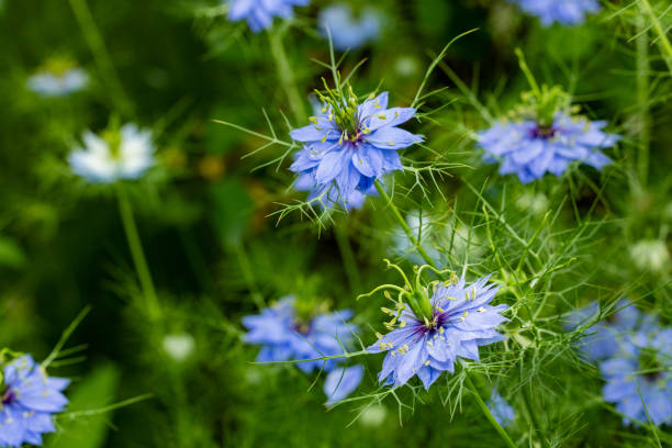 50 LOVE IN A MIST SEEDS | SALE FREE SHIPPING NON GMO HEIRLOOM