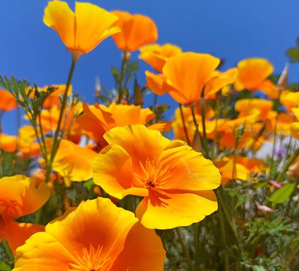 300 ORANGE CALIFORNIA POPPY SEEDS | SALE FREE SHIPPING NON GMO HEIRLOOM