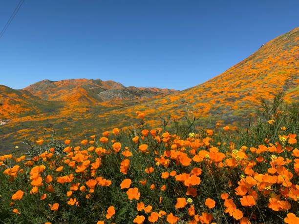300 ORANGE CALIFORNIA POPPY SEEDS | SALE FREE SHIPPING NON GMO HEIRLOOM