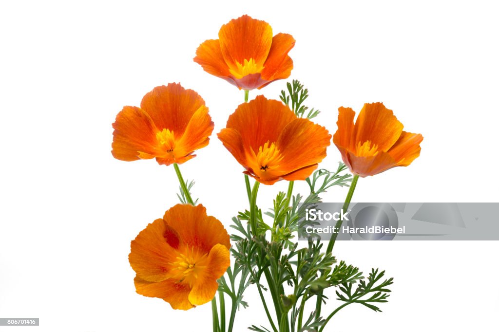 300 ORANGE CALIFORNIA POPPY SEEDS | SALE FREE SHIPPING NON GMO HEIRLOOM