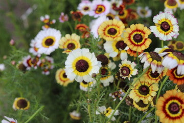 300 PAINTED DAISY SEEDS | SALE FREE SHIPPING NON GMO HEIRLOOM