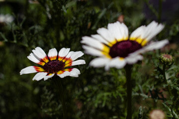 300 PAINTED DAISY SEEDS | SALE FREE SHIPPING NON GMO HEIRLOOM