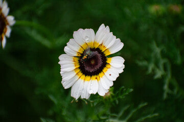 300 PAINTED DAISY SEEDS | SALE FREE SHIPPING NON GMO HEIRLOOM