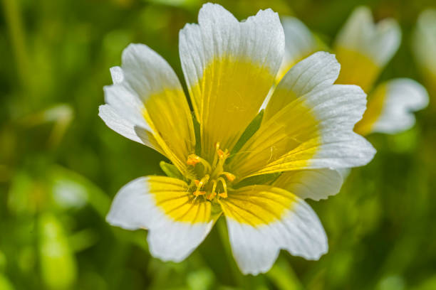 50 POACHED EGG PLANT SEEDS | SALE FREE SHIPPING NON GMO