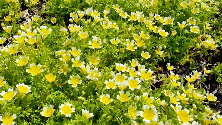 50 POACHED EGG PLANT SEEDS | SALE FREE SHIPPING NON GMO