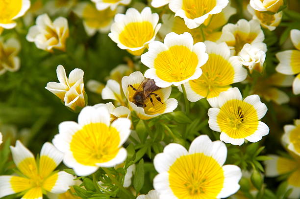 50 POACHED EGG PLANT SEEDS | SALE FREE SHIPPING NON GMO