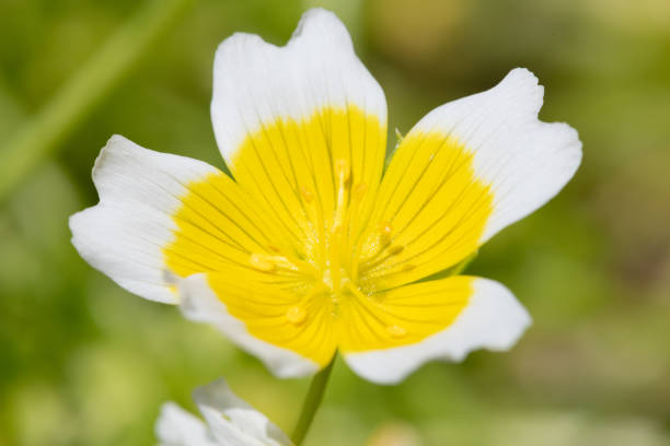 50 POACHED EGG PLANT SEEDS | SALE FREE SHIPPING NON GMO