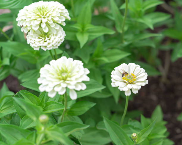 100 POLAR BEAR ZINNIA SEEDS | SALE FREE SHIPPING NON GMO HEIRLOOM