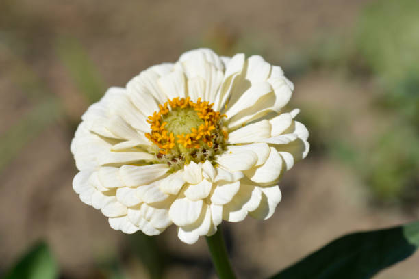 100 POLAR BEAR ZINNIA SEEDS | SALE FREE SHIPPING NON GMO HEIRLOOM