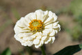 100 POLAR BEAR ZINNIA SEEDS | SALE FREE SHIPPING NON GMO HEIRLOOM
