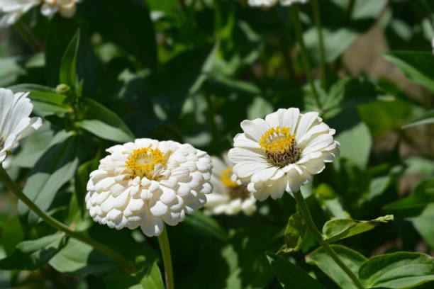 100 POLAR BEAR ZINNIA SEEDS | SALE FREE SHIPPING NON GMO HEIRLOOM