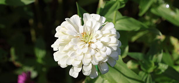 100 POLAR BEAR ZINNIA SEEDS | SALE FREE SHIPPING NON GMO HEIRLOOM