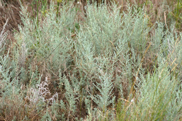 200 PRARIE SAGE SEEDS | SALE FREE SHIPPING NON GMO HEIRLOOM