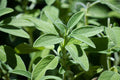 200 PRARIE SAGE SEEDS | SALE FREE SHIPPING NON GMO HEIRLOOM