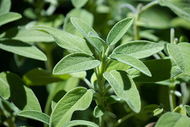 200 PRARIE SAGE SEEDS | SALE FREE SHIPPING NON GMO HEIRLOOM