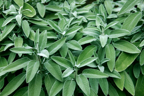 200 PRARIE SAGE SEEDS | SALE FREE SHIPPING NON GMO HEIRLOOM
