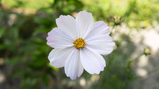 200 PURITY COSMOS SEEDS | SALE FREE SHIPPING NON GMO HEIRLOOM