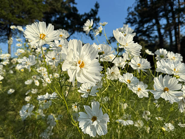200 PURITY COSMOS SEEDS | SALE FREE SHIPPING NON GMO HEIRLOOM