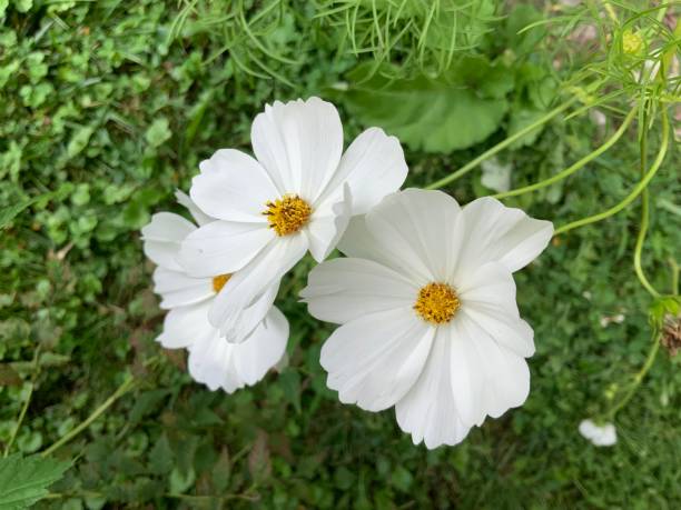 200 PURITY COSMOS SEEDS | SALE FREE SHIPPING NON GMO HEIRLOOM
