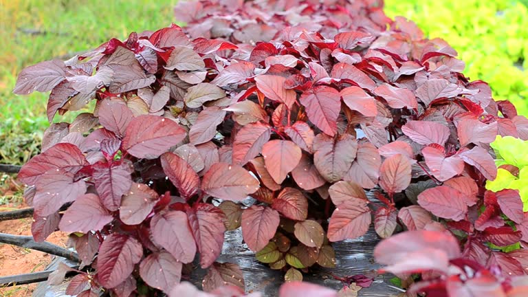 150 RED GARNET AMARANTH SEEDS | SALE FREE SHIPPING NON GMO HEIRLOOM