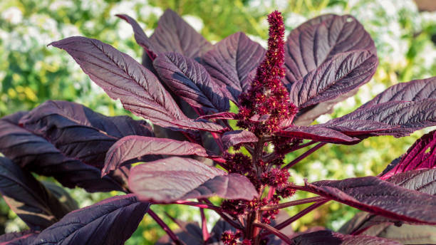 150 RED GARNET AMARANTH SEEDS | SALE FREE SHIPPING NON GMO HEIRLOOM