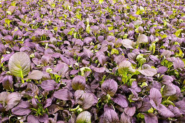 1000 RED ROMAINE ROMAINE LETTUCE SEEDS |2026 SALE FREE SHIPPING NON GMO HEIRLOOM