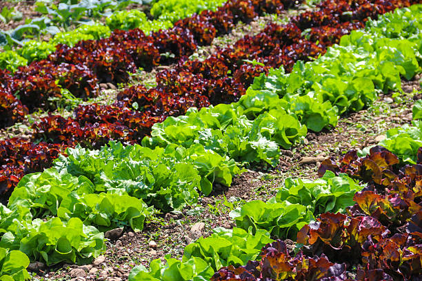 1000 RED ROMAINE ROMAINE LETTUCE SEEDS |2026 SALE FREE SHIPPING NON GMO HEIRLOOM