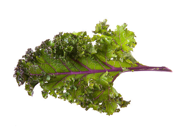 A single kale leaf with vibrant green ruffled edges and prominent purple veins, isolated on a solid white background.
