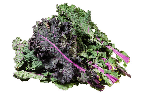 "Freshly harvested bunch of Red Russian Kale with dark purple and green leaves and bright pink stems"