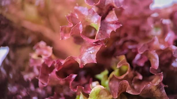 1000 RED SALAD BOWL LEAF LETTUCE SEEDS | 2026 FREE SHIPPING NON GMO HEIRLOOM