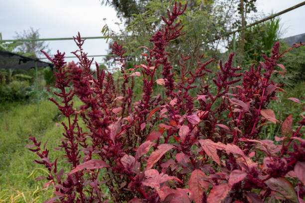150 RED GARNET AMARANTH SEEDS | SALE FREE SHIPPING NON GMO HEIRLOOM