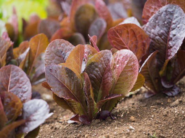 1000 RED ROMAINE ROMAINE LETTUCE SEEDS |2026 SALE FREE SHIPPING NON GMO HEIRLOOM