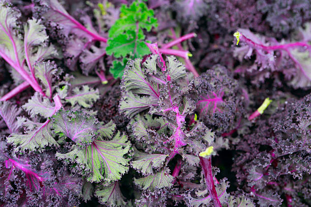 "Red Russian Kale plants with deeply ruffled purple and green leaves growing in a garden"