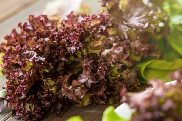 1000 RED SALAD BOWL LEAF LETTUCE SEEDS | 2026 FREE SHIPPING NON GMO HEIRLOOM