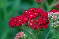 500 RED YARROW SEEDS | SALE FREE SHIPPING NON GMO HEIRLOOM