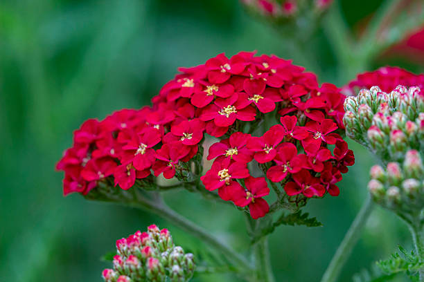 500 RED YARROW SEEDS | SALE FREE SHIPPING NON GMO HEIRLOOM