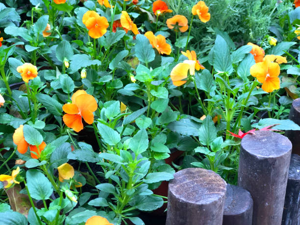 200 SIBERIAN WALLFLOWER SEEDS | SALE FREE SHIPPING NON GMO HEIRLOOM